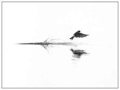 Barn Swallow-06142026.jpg