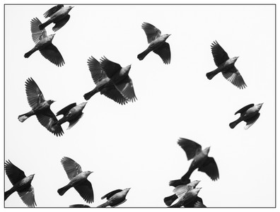 Brewers Blackbirds-03292025.jpg