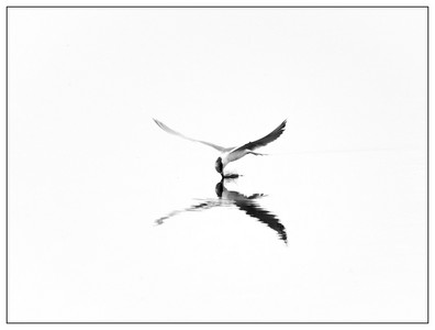 Forster's tern-02212025.jpg