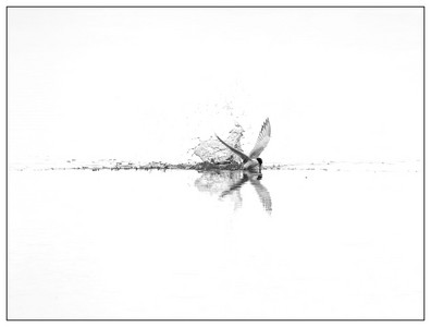 Forsters Tern-06142026.jpg