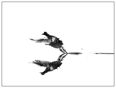 Gallinule-03152026.jpg