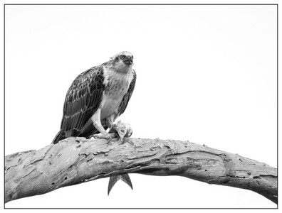 Osprey with fish-07022026.jpg