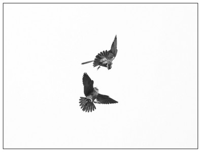 Peregrine Falcons – aerial play-06062026.jpg