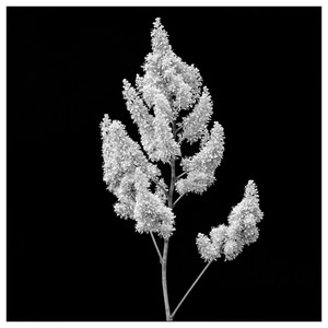 Astilbe-07052025.jpg