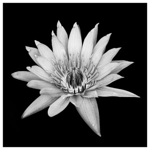 Lotus-06292015.jpg