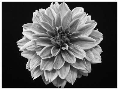 B&W Flowers