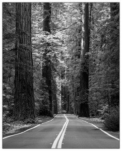 Avenue of the Giants-11222022.jpg