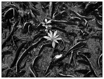 Emergence-07102026.jpg
