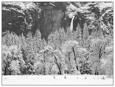 The Falls and the Forest-02182026.jpg