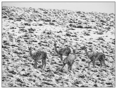 Guanaco-Agentina-10052008.jpg