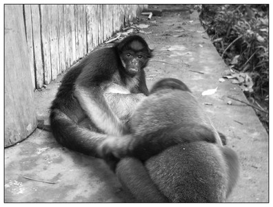 SpiderMonkeys-Ecuador-06082005.jpg