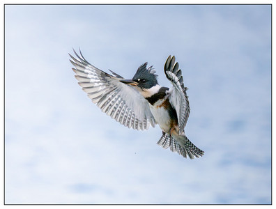 Belted Kingfisher-06302024.jpg