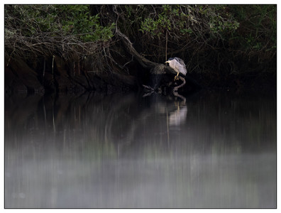 Black-crowned Night Heron-01112026-2.jpg