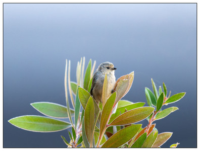 Bushtit-09132024 2.jpg