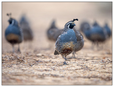 Californian Quail Pack-09212025.jpg