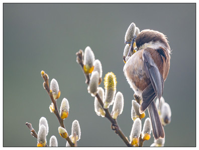 Chestnut-backed Chickadee-02152025.jpg