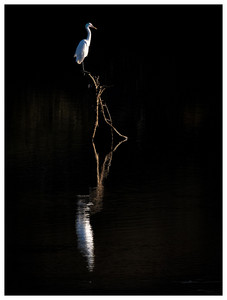 Great Egret-12282025.jpg