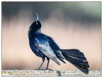 Great Tailed Grackle-03292025.jpg