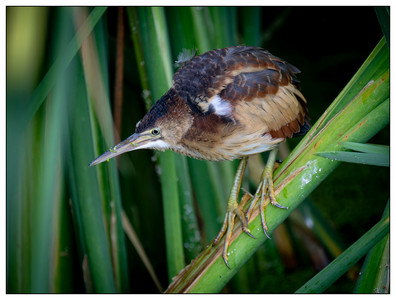 Least Bittern-09072025.jpg