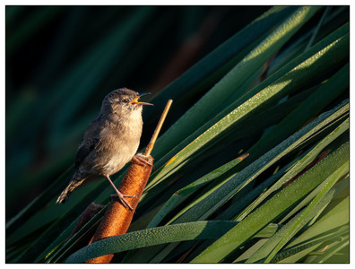 Marsh Wren-09072025.jpg