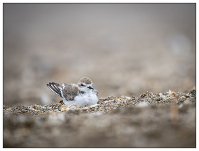 Snowy Plover-09212025-2.jpg