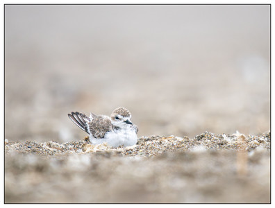 Snowy Plover-09212025.jpg