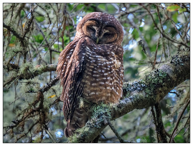 Spotted Owl-10122025.jpg