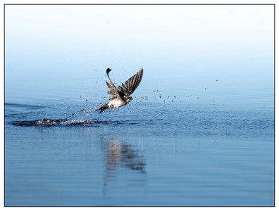 Swallow-04212024.jpg