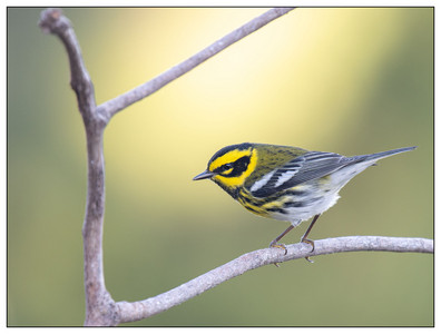 Townsends Warbler (Male)-11302024.jpg