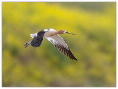 American Avocet-05022026.jpg