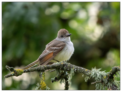 Ash-throated Flycatcher-05252026.jpg