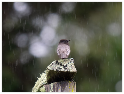 Black Phoebe-01042026.jpg