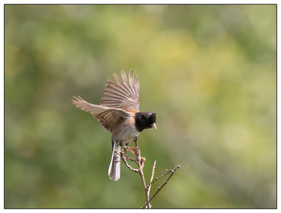 DarkEyedJunco-05122024.jpg