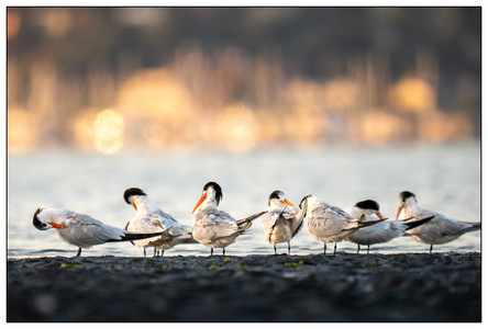 Elegant Terns-09132026.jpg