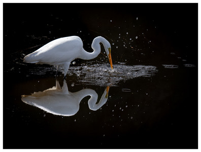 Great Egret-02282026.jpg