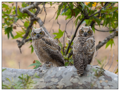 Great-horned Owls-05302026.jpg