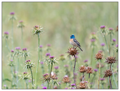 Lazuli Bunting-05252026.jpg