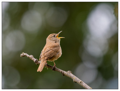 Northern House Wren-05252026.jpg