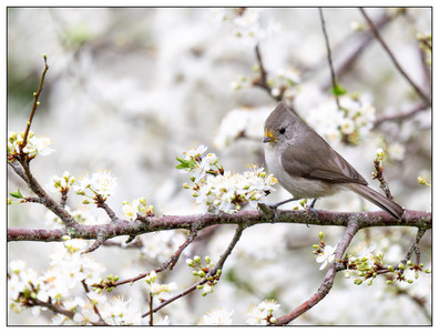Oak Titmouse-02082026.jpg