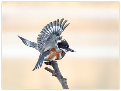 Birds of the Bay Area