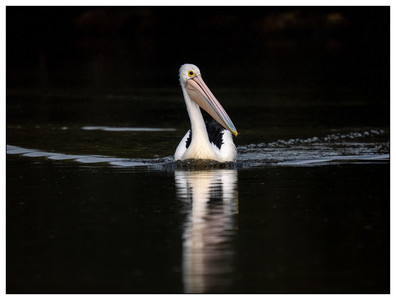 Australian Pelican-06302026.jpg