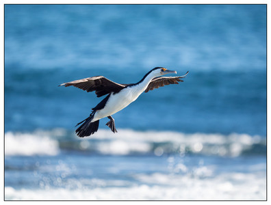 Australian Pied Cormorant-06232026.jpg