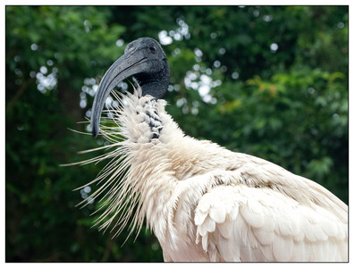 Australian white ibis-06182026.jpg