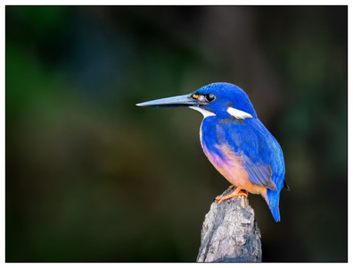 Azure Kingfisher-07102026.jpg