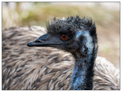 Emu-06182026.jpg