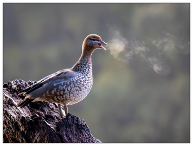 Manned Duck-06272026.jpg