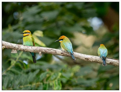Rainbow Bee-eaters-07092026.jpg
