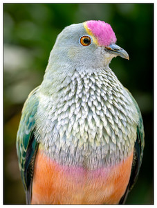 Rose-crowned Fruit Dove-06182026.jpg