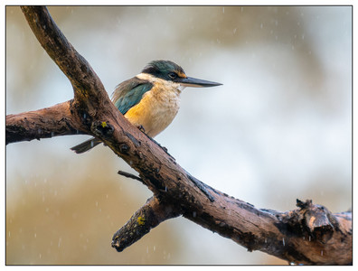 Sacred Kingfisher-06302026.jpg