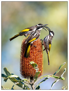 White-cheeked Honeyeaters-06242026.jpg